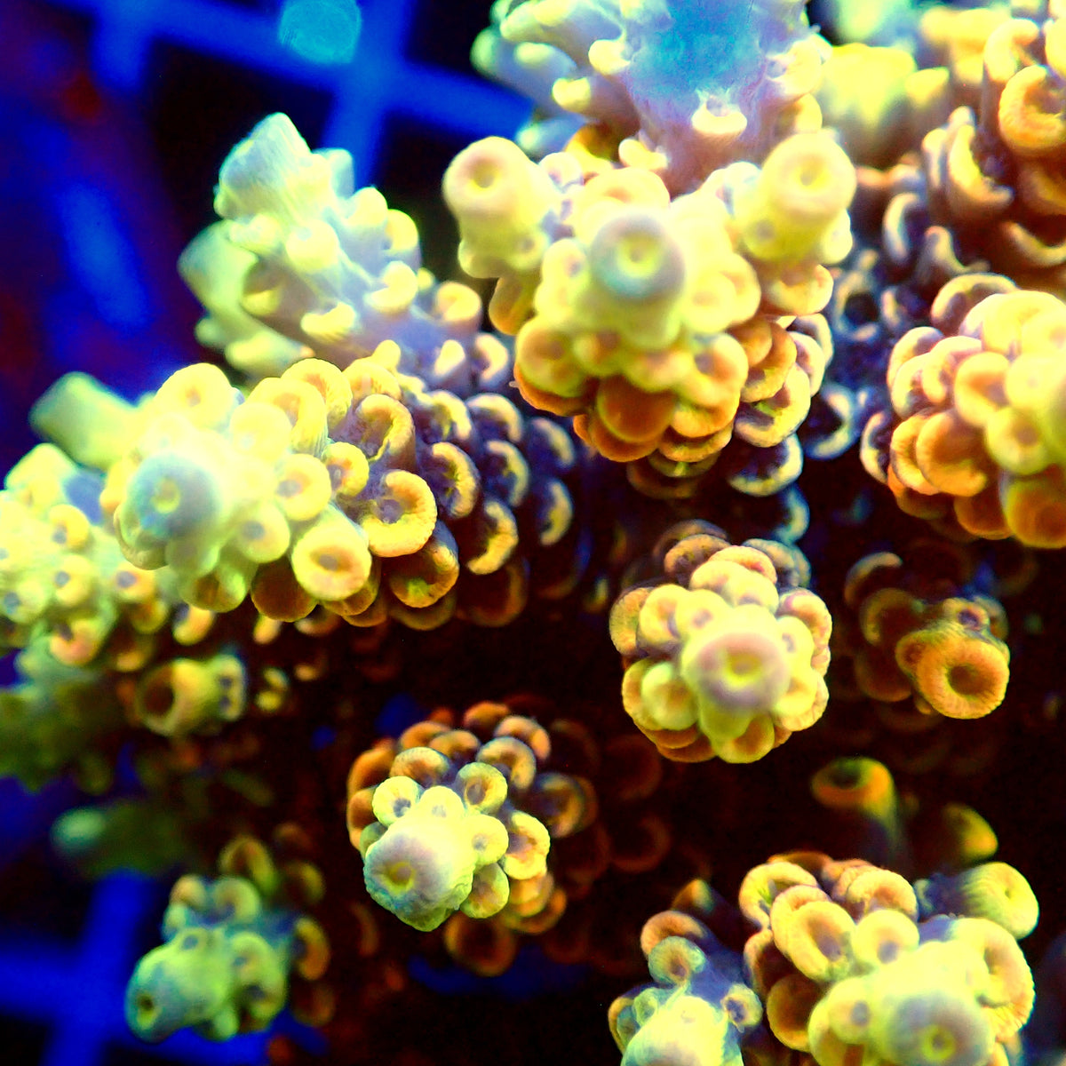 Acro Colony T3H10