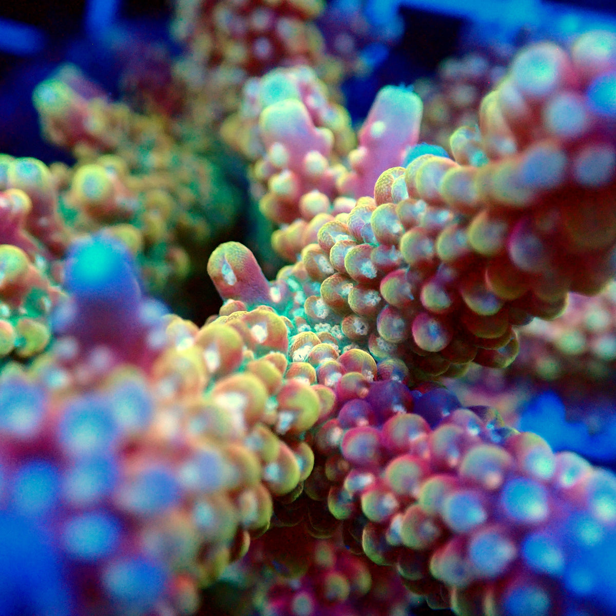 Acro Colony T3H11