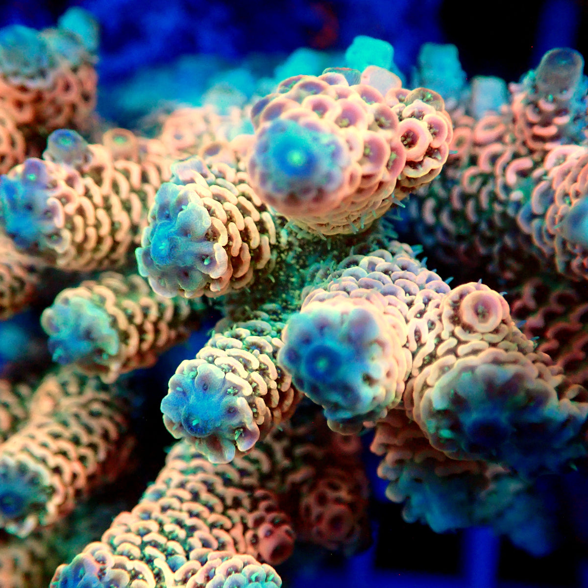 Acro Colony T3H13