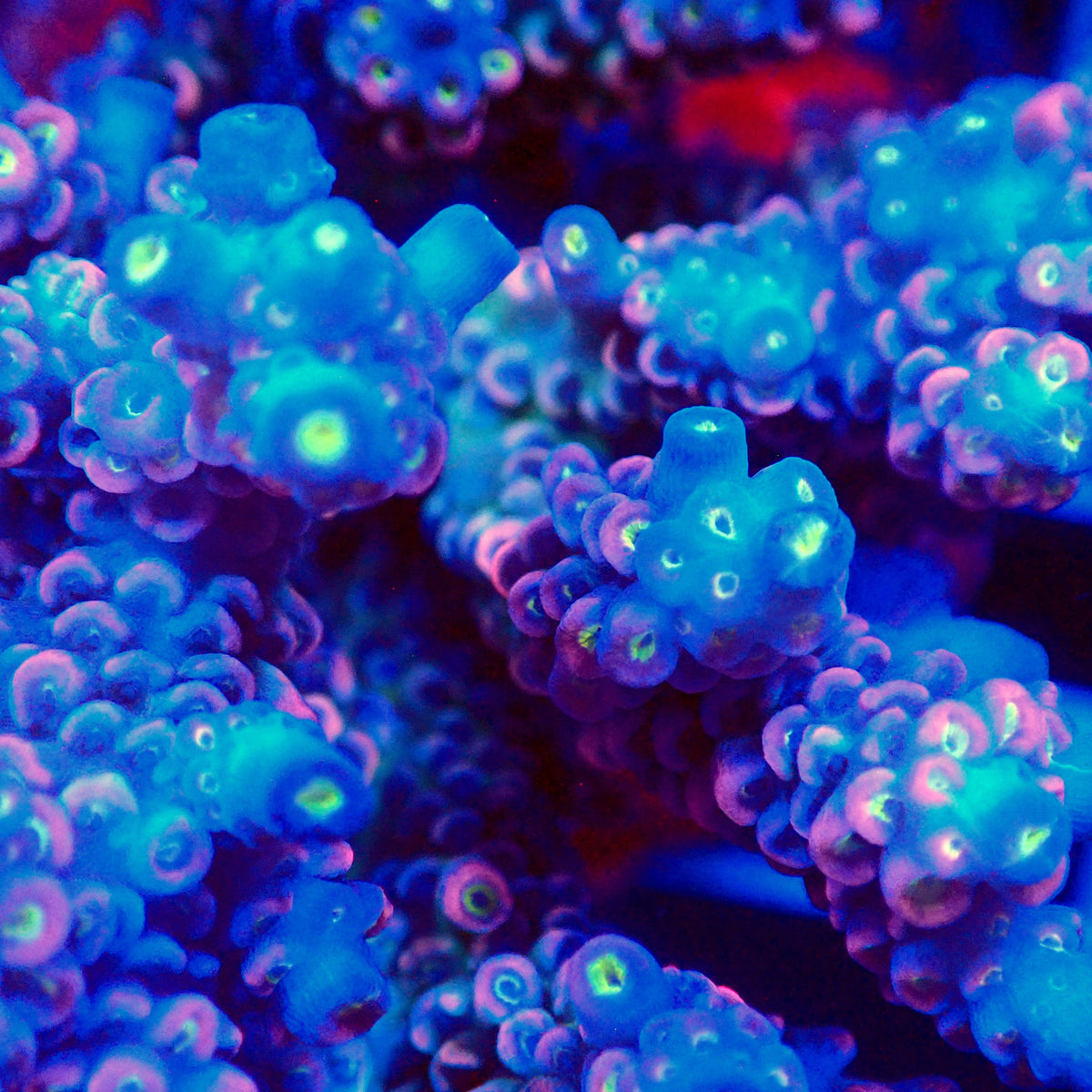 Acro Colony T3H14