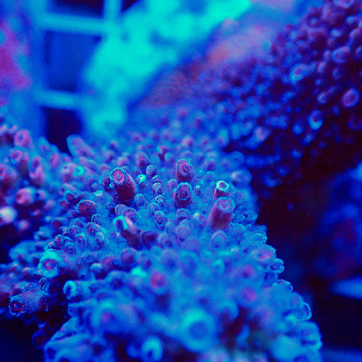 Acro Colony T3H2