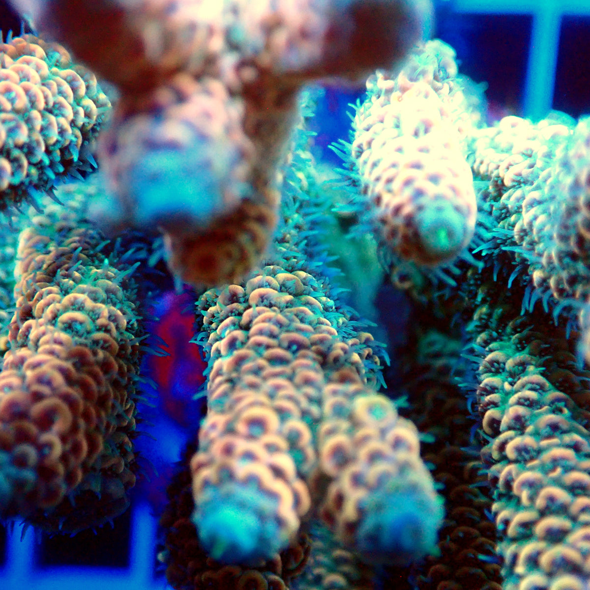 Acro Colony T3H3