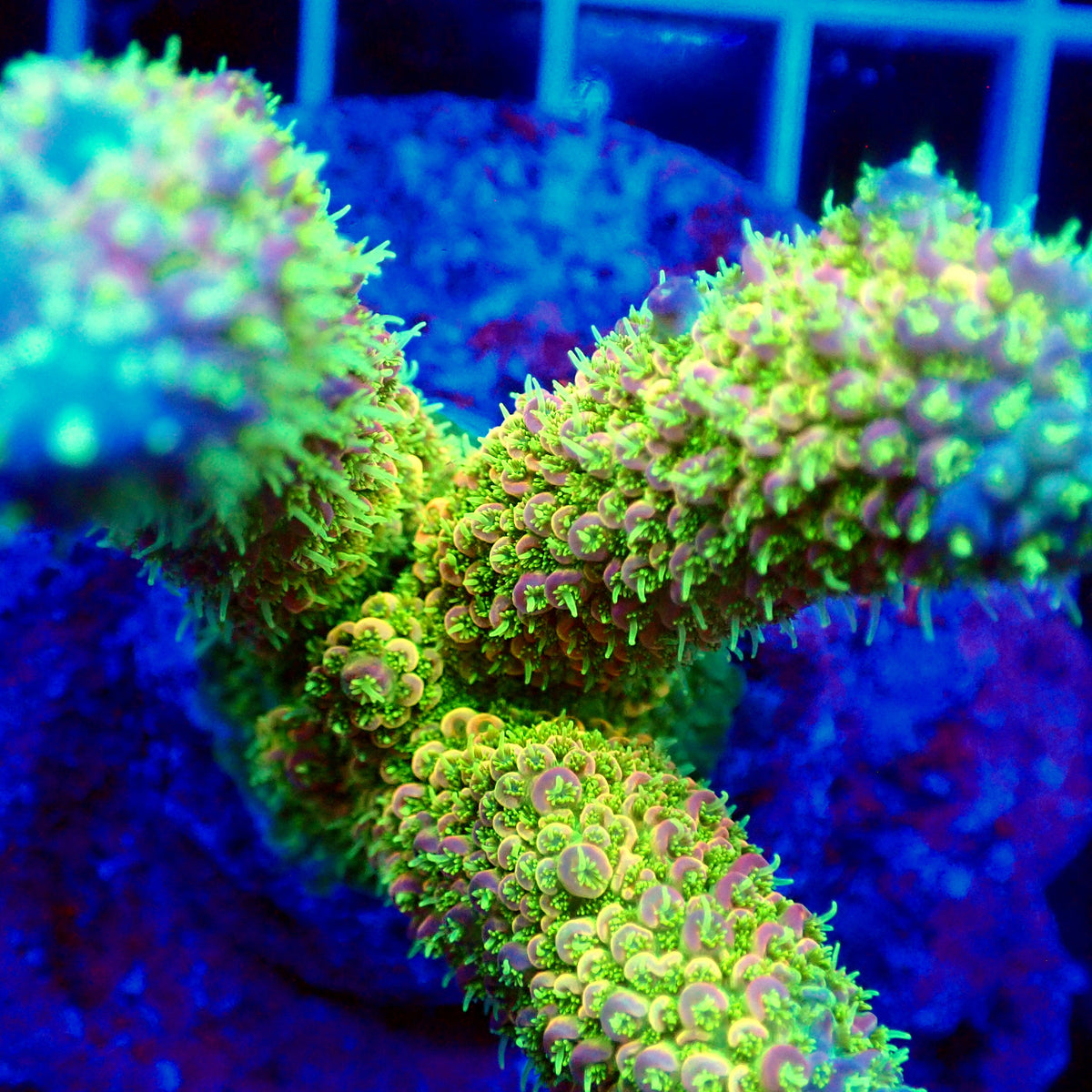 Acro Colony T3H4