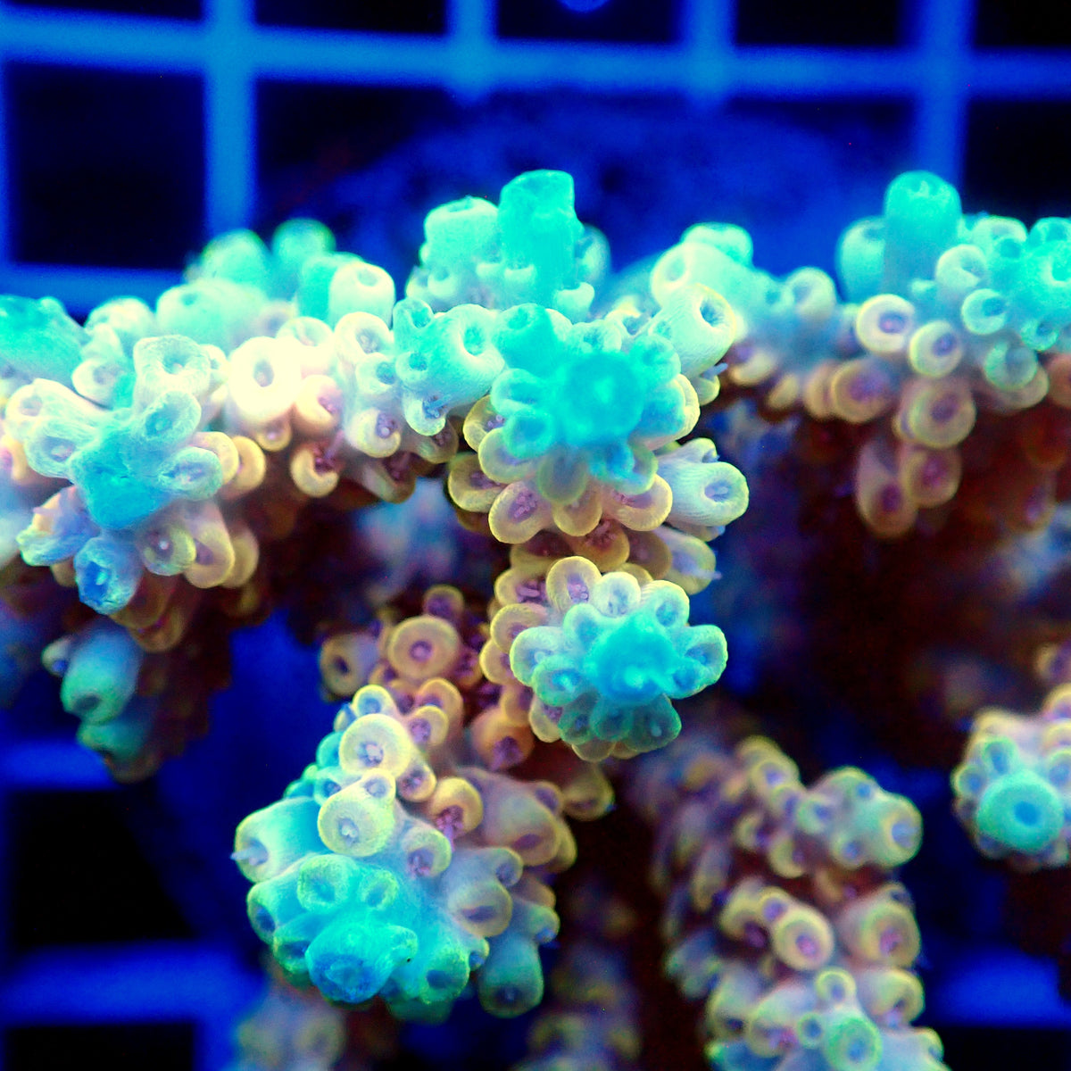 Acro Colony T3H5