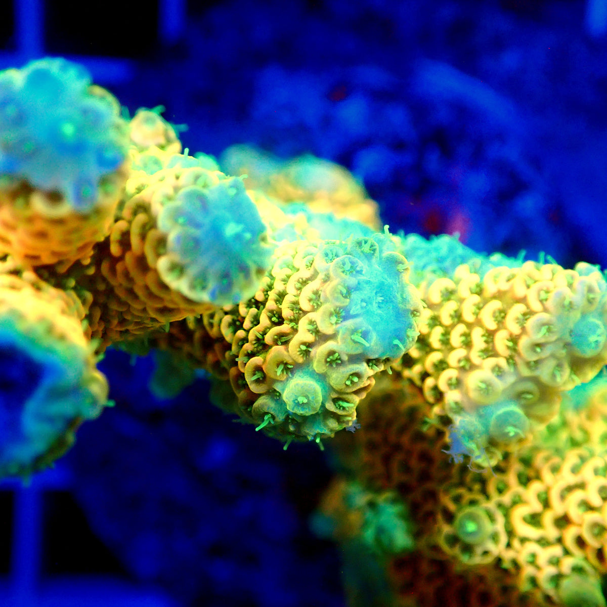 Acro Colony T3H7