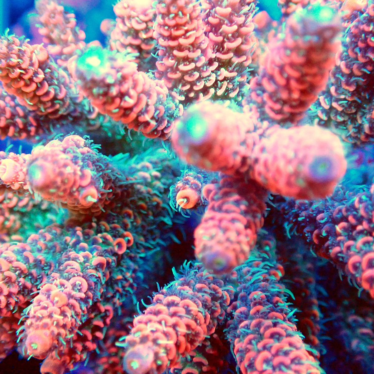 Acro Colony T3H8