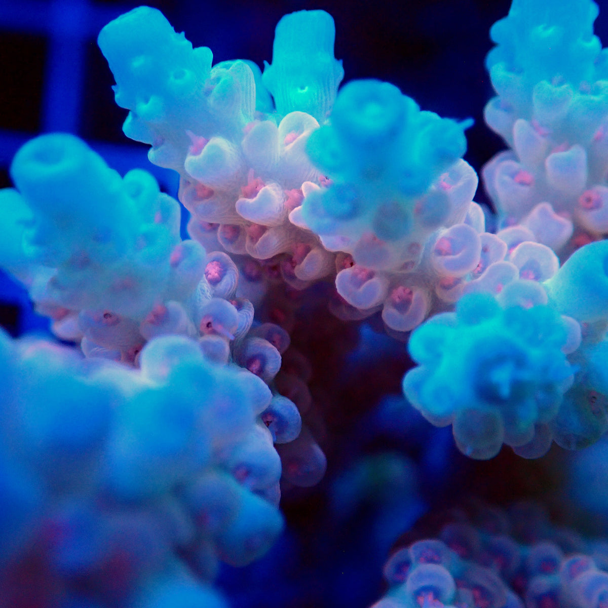 Acro Colony T3H9