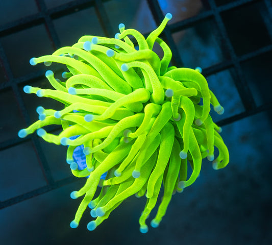 N5 (WYSIWYG) Holy Grail Torch Frag  1 Head