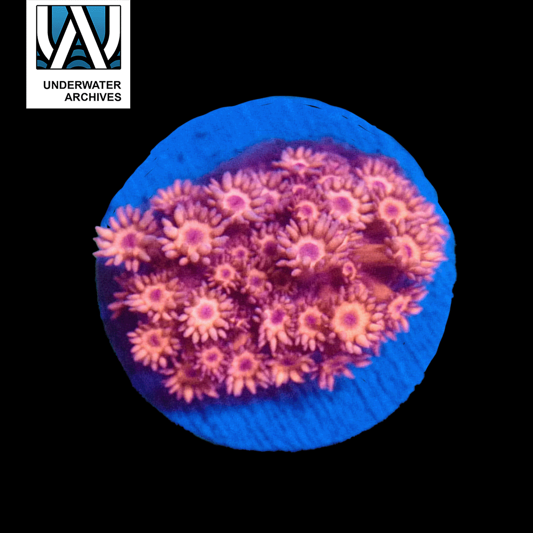 Pink Krakatoa Goni