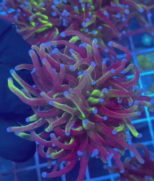 (WYSIWYG) Glitter Torch B2 (XL)