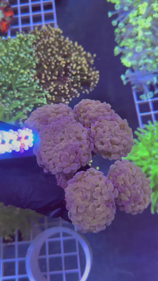 (WYSIWYG) Gold/Purple Branching Hammer Colony