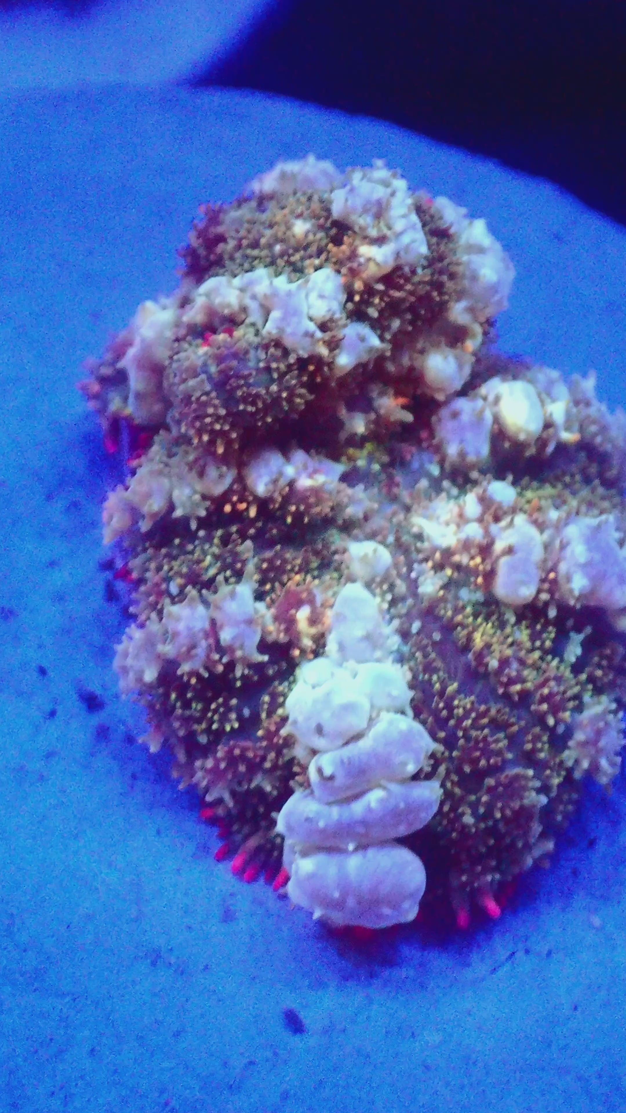 Bounce Mushrooms – Underwater Archives