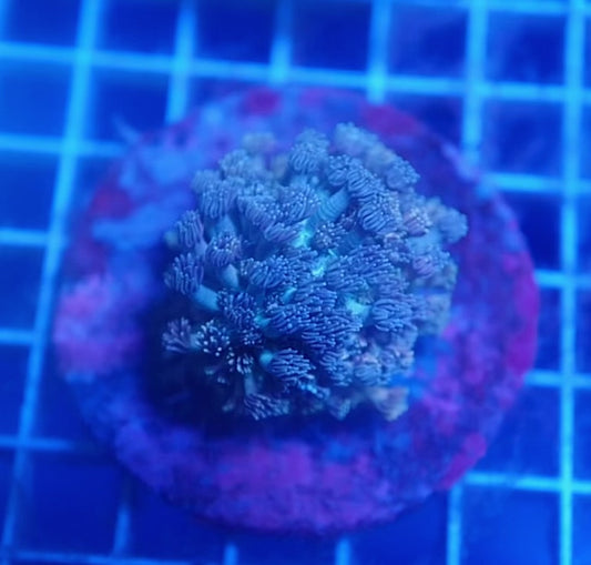 Auc6 (WYSIWYG) Grey Goniopora Colony