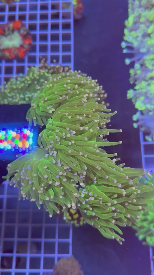 (WYSIWYG) Cotton Candy Torch Colony