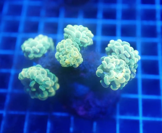 Auc8 (WYSIWYG) Hammer Torch Bright Yellow Colony (6 Heads)