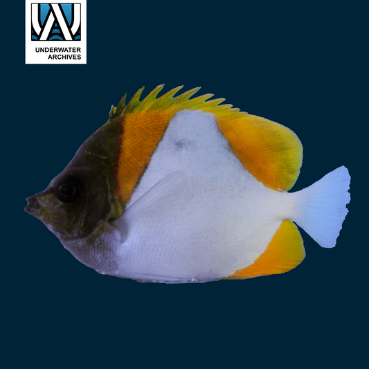 Yellow Pyramid Butterflyfish