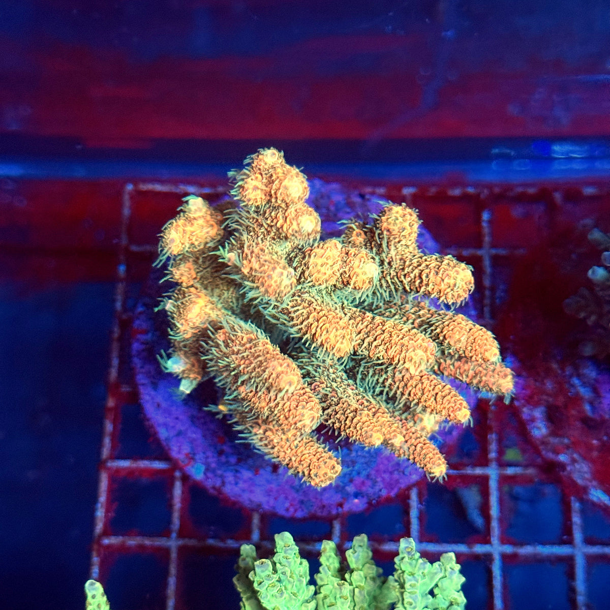 Acro Colony A1