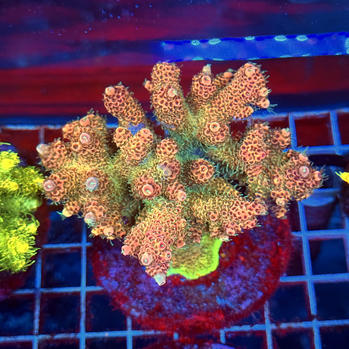 Acro Colony A11