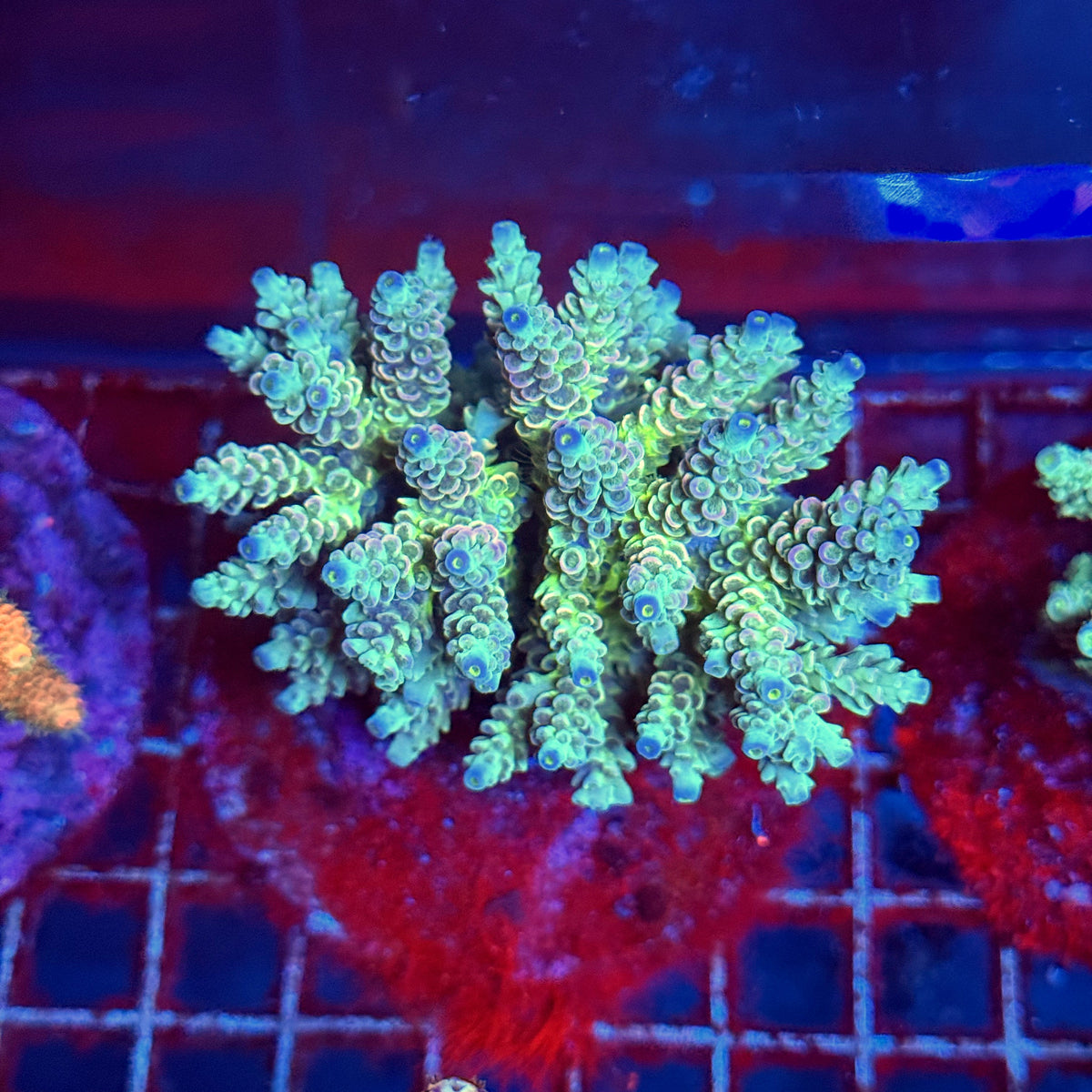 Acro Colony A2