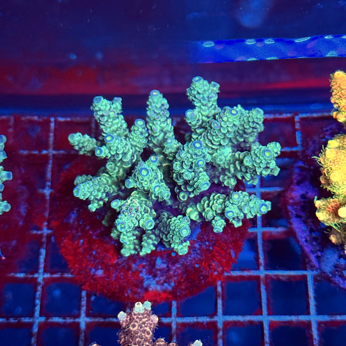 Acro Colony A3