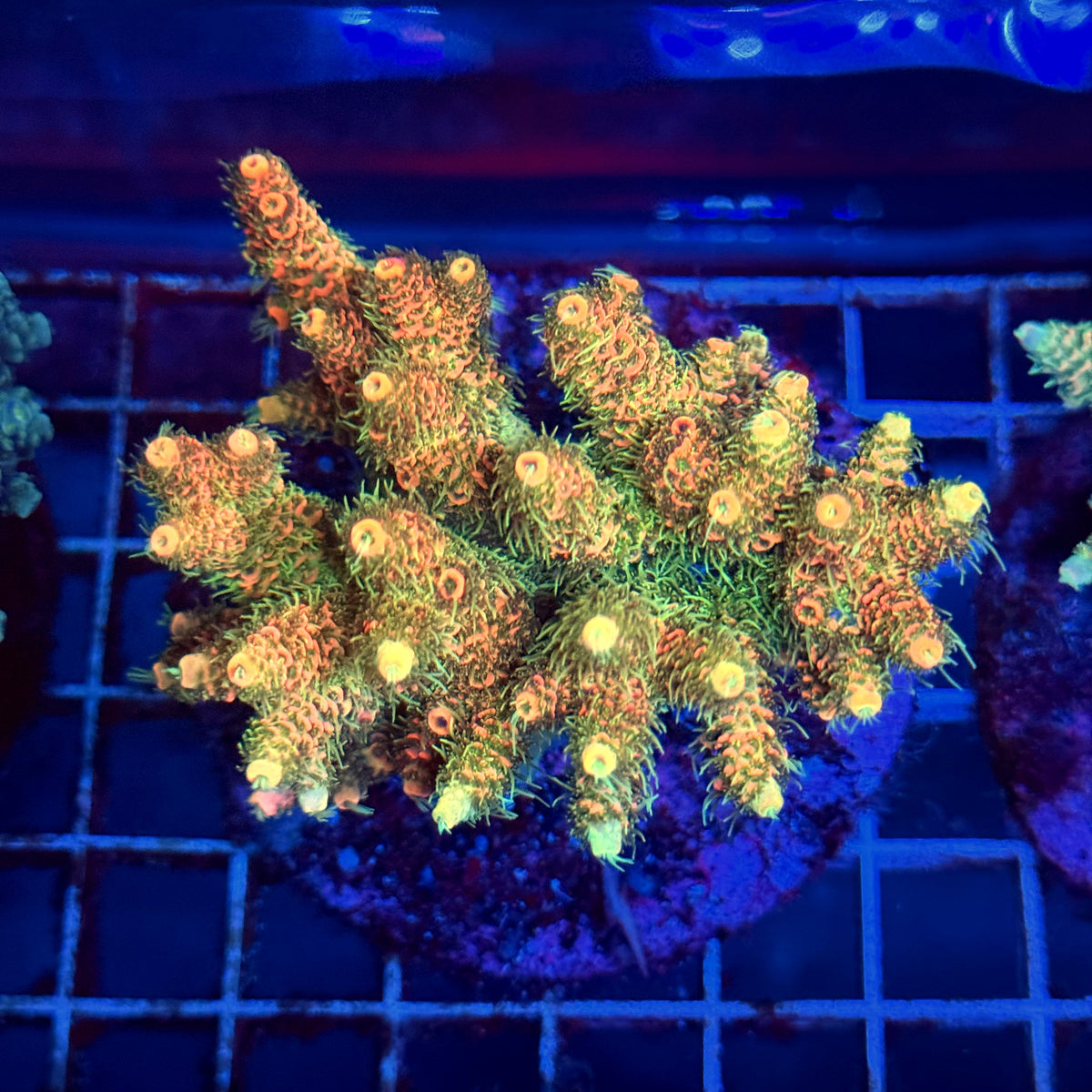 Acro Colony A4