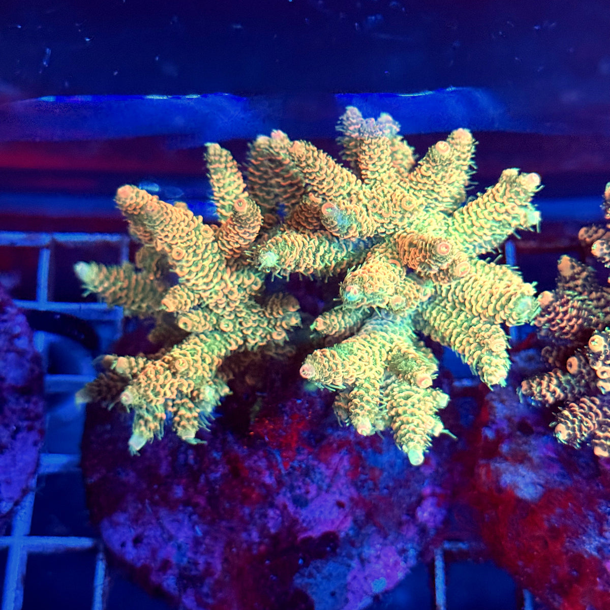 Acro Colony A5