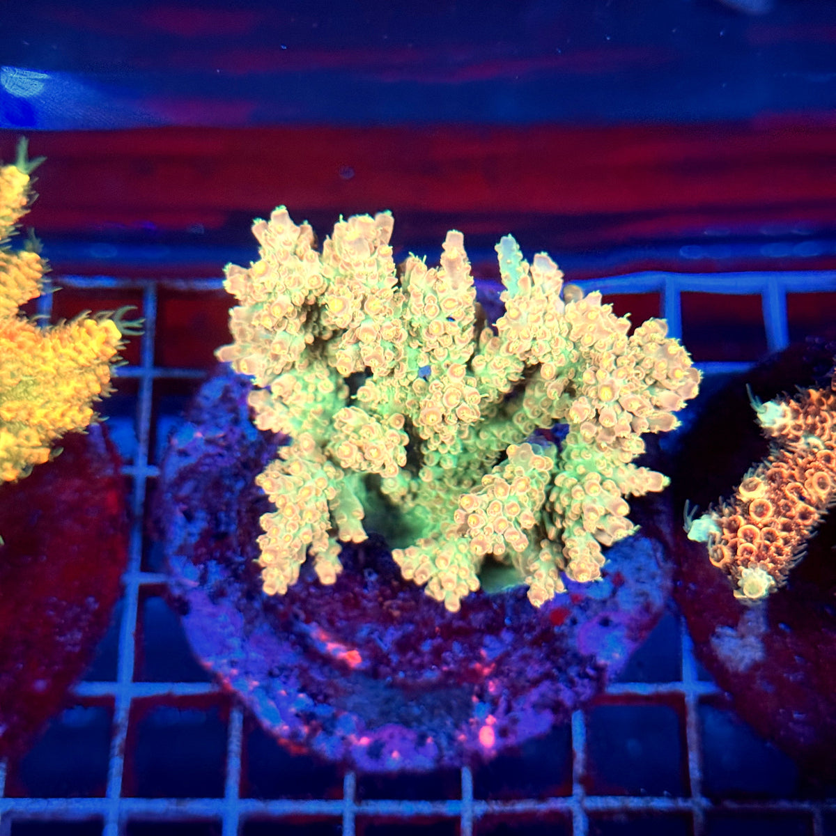 Acro Colony A8
