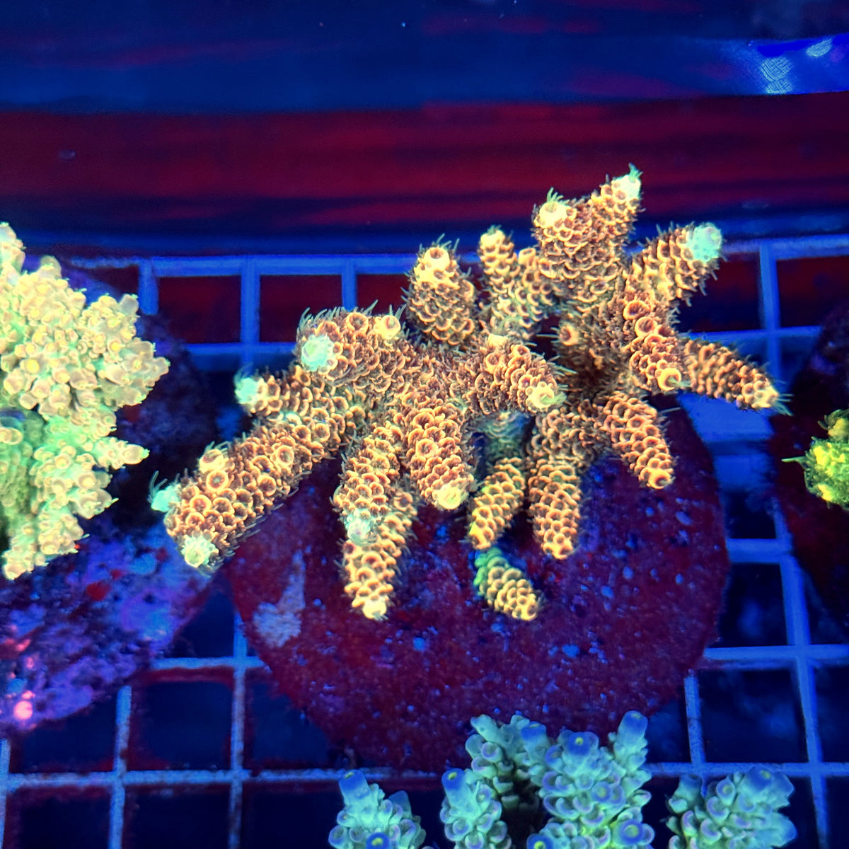 Acro Colony A9