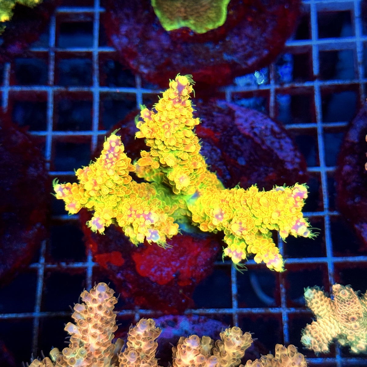 Acro Colony B11