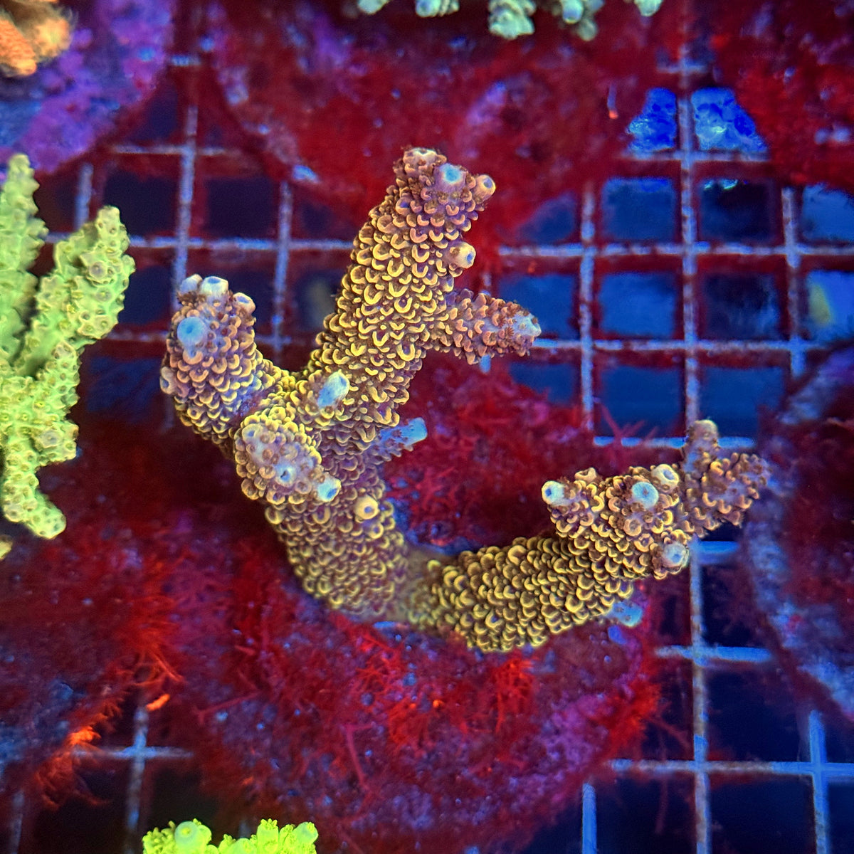 Acro Colony B2
