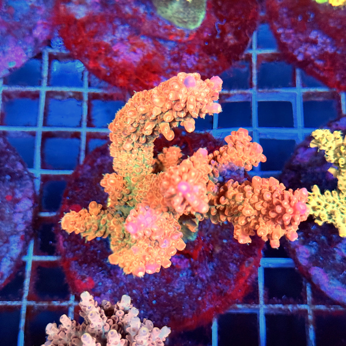 Acro Colony B6