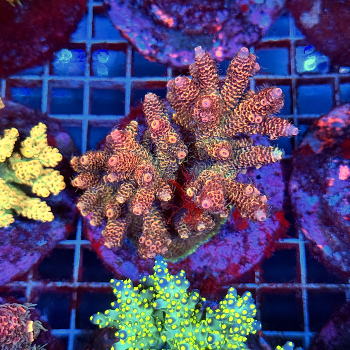 Acro Colony B8