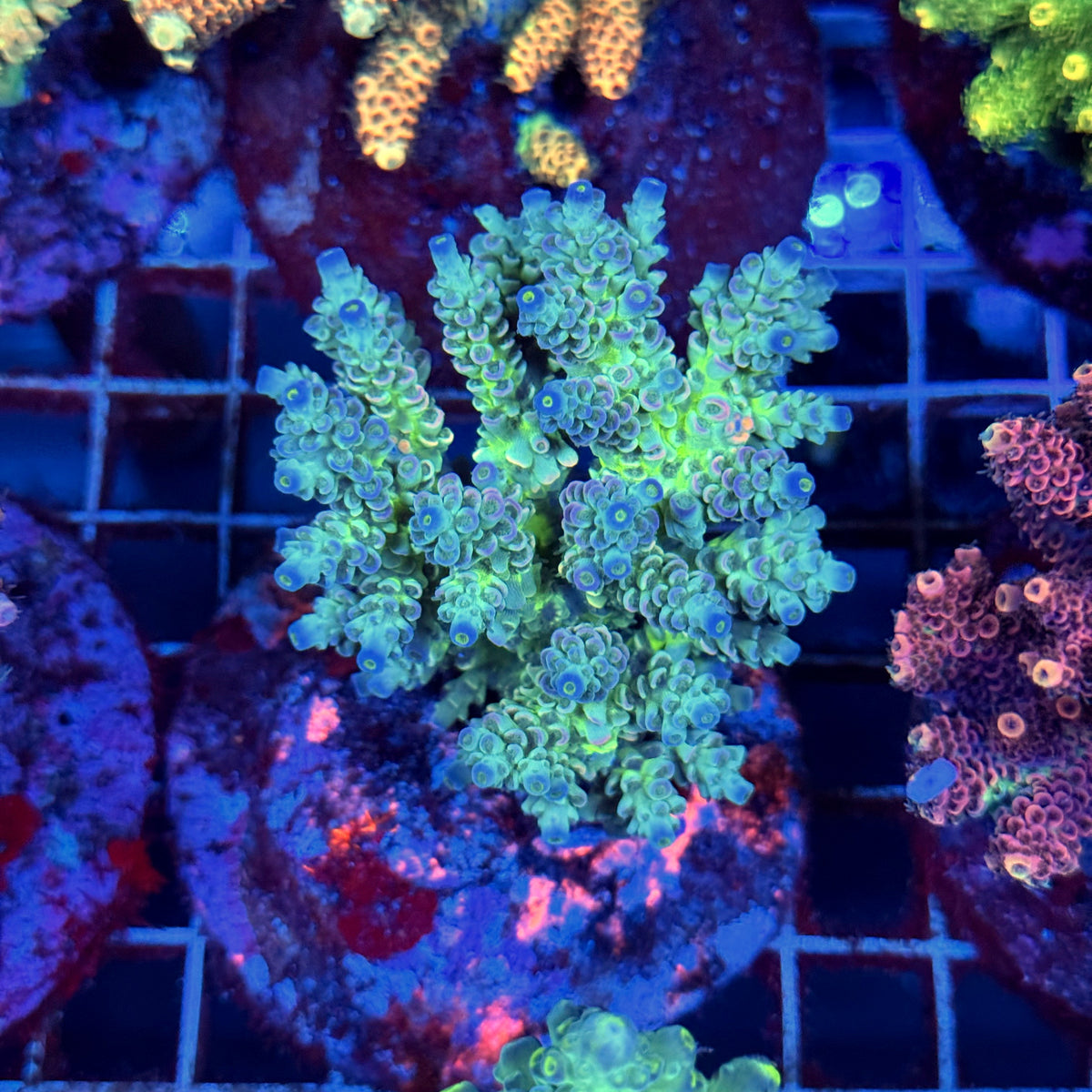 Acro Colony B9