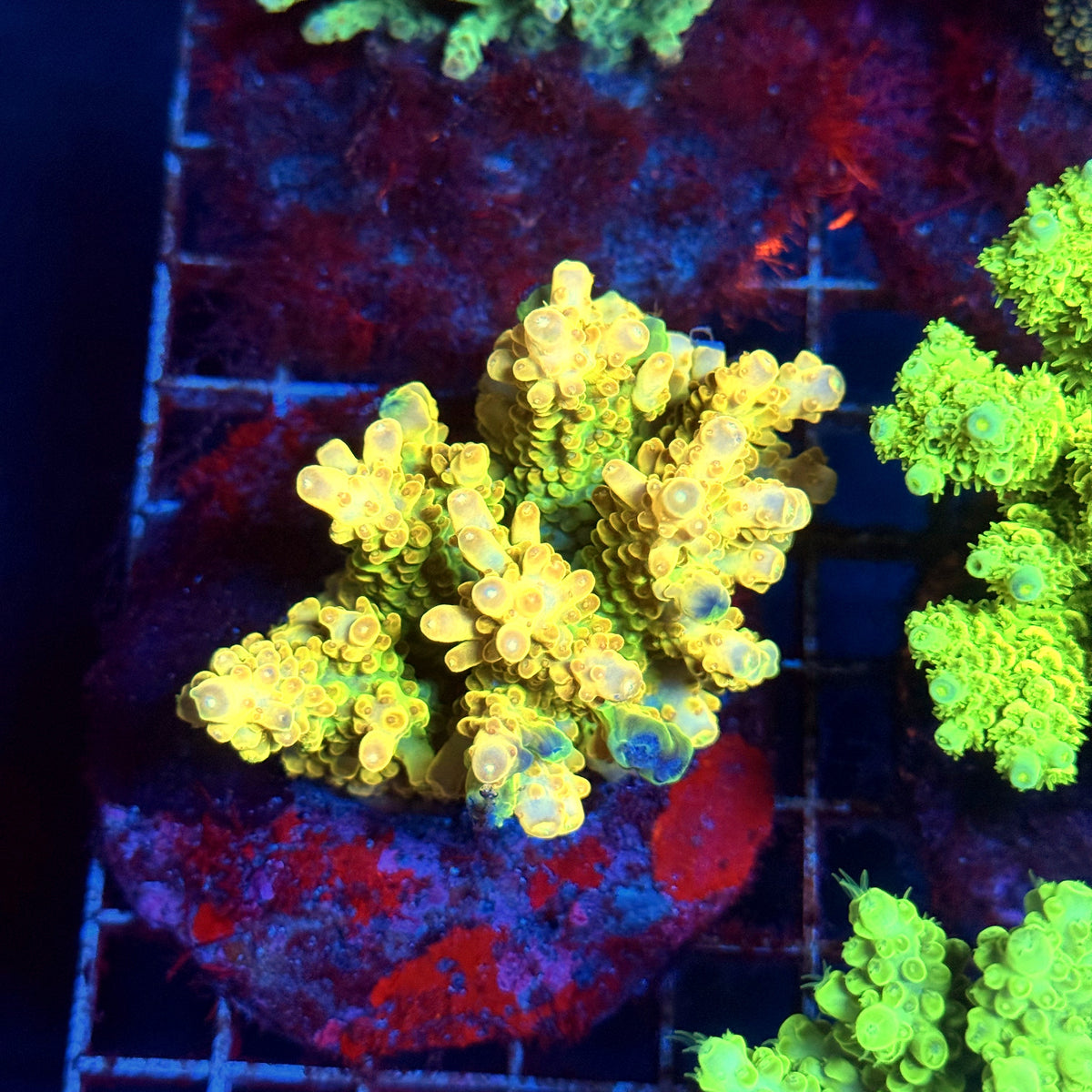 Acro Colony C1
