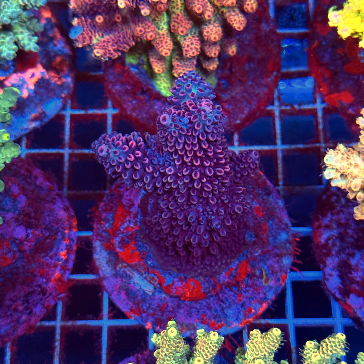 Acro Colony C10