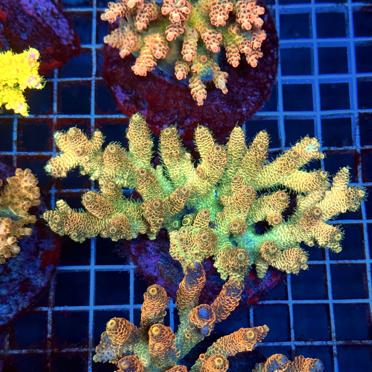 Acro Colony C12