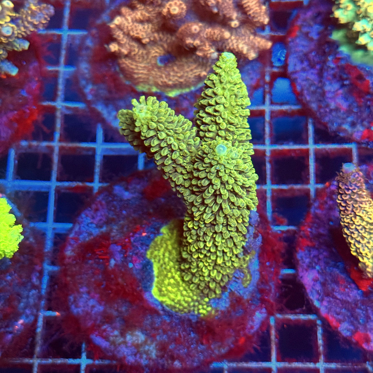 Acro Colony C3