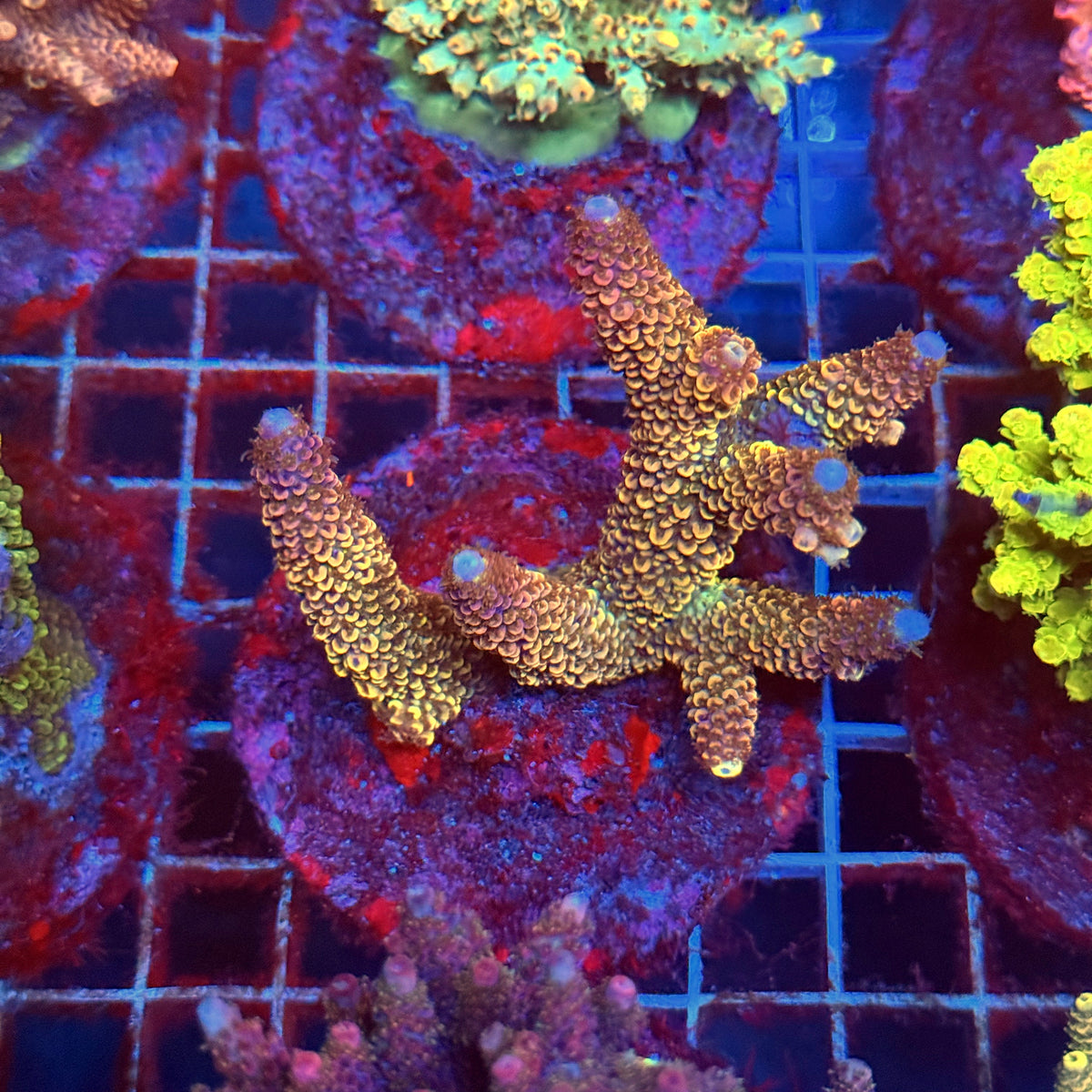 Acro Colony C4