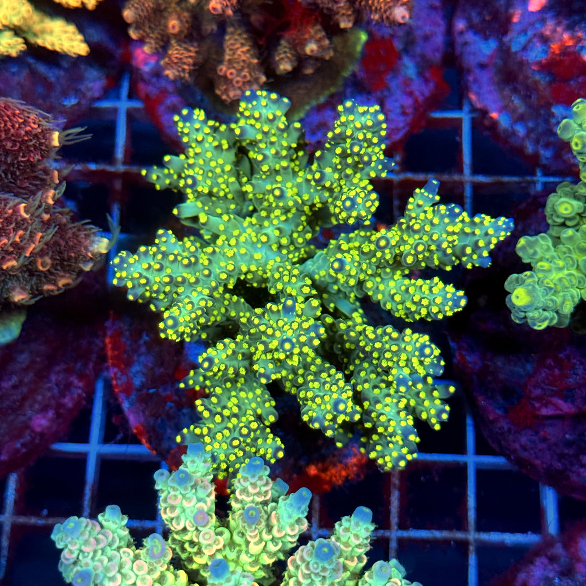 Acro Colony C8
