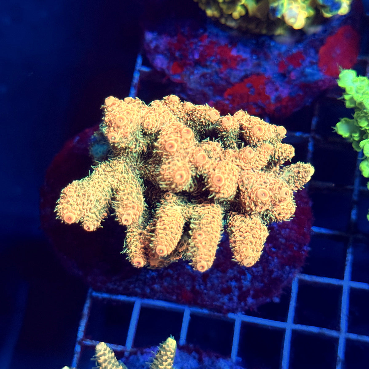 Acro Colony D1