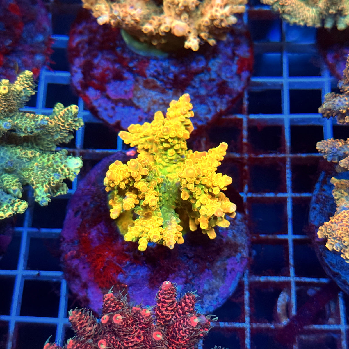 Acro Colony D11