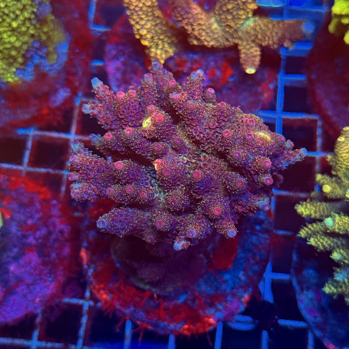 Acro Colony D4