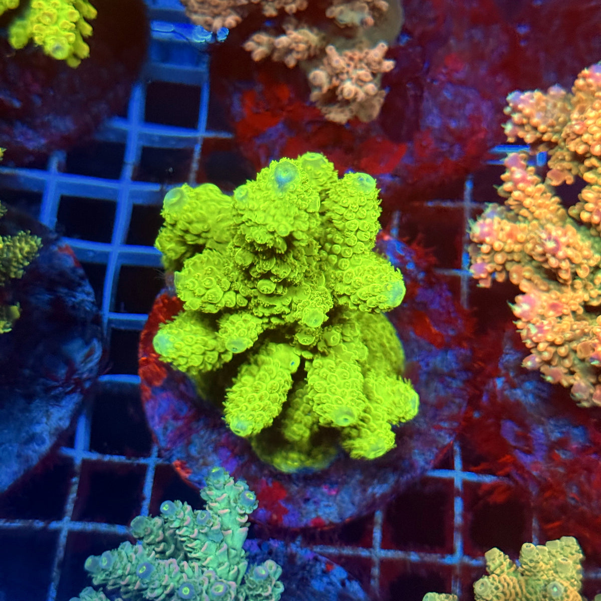 Acro Colony D6