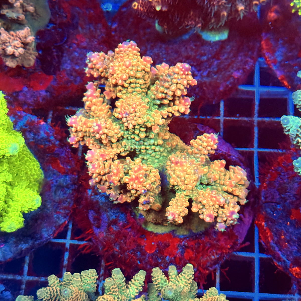 Acro Colony D7