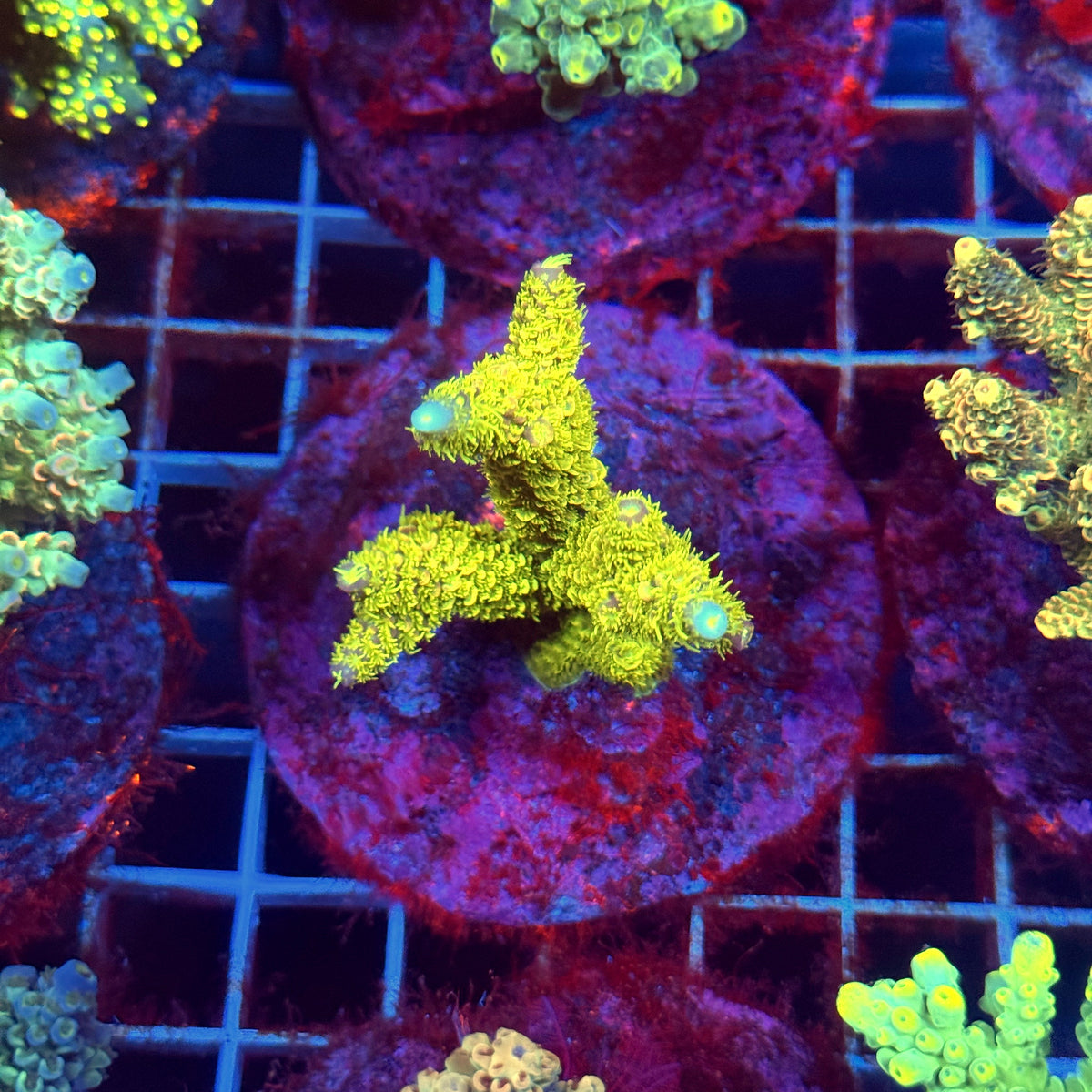 Acro Colony D9