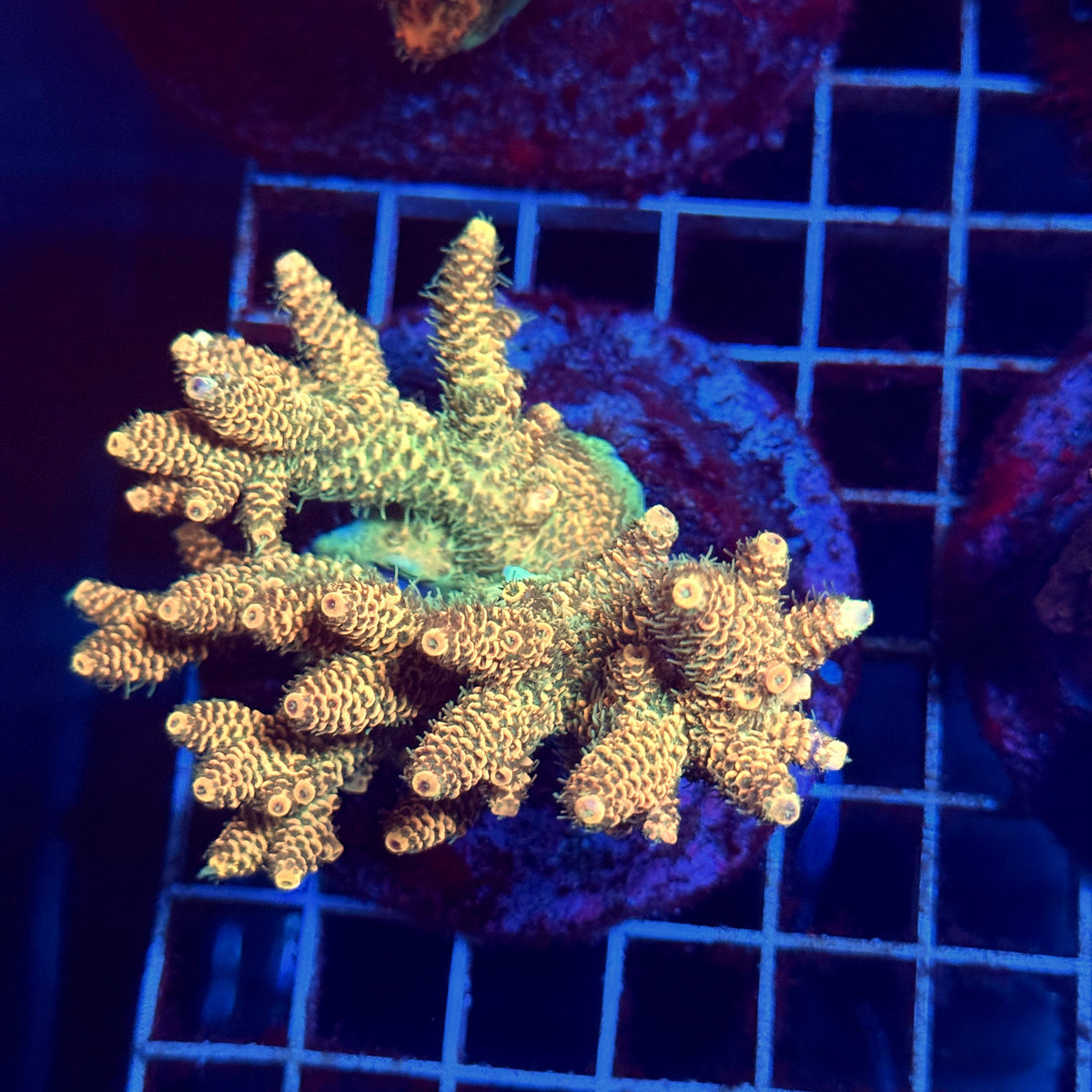 Acro Colony E1