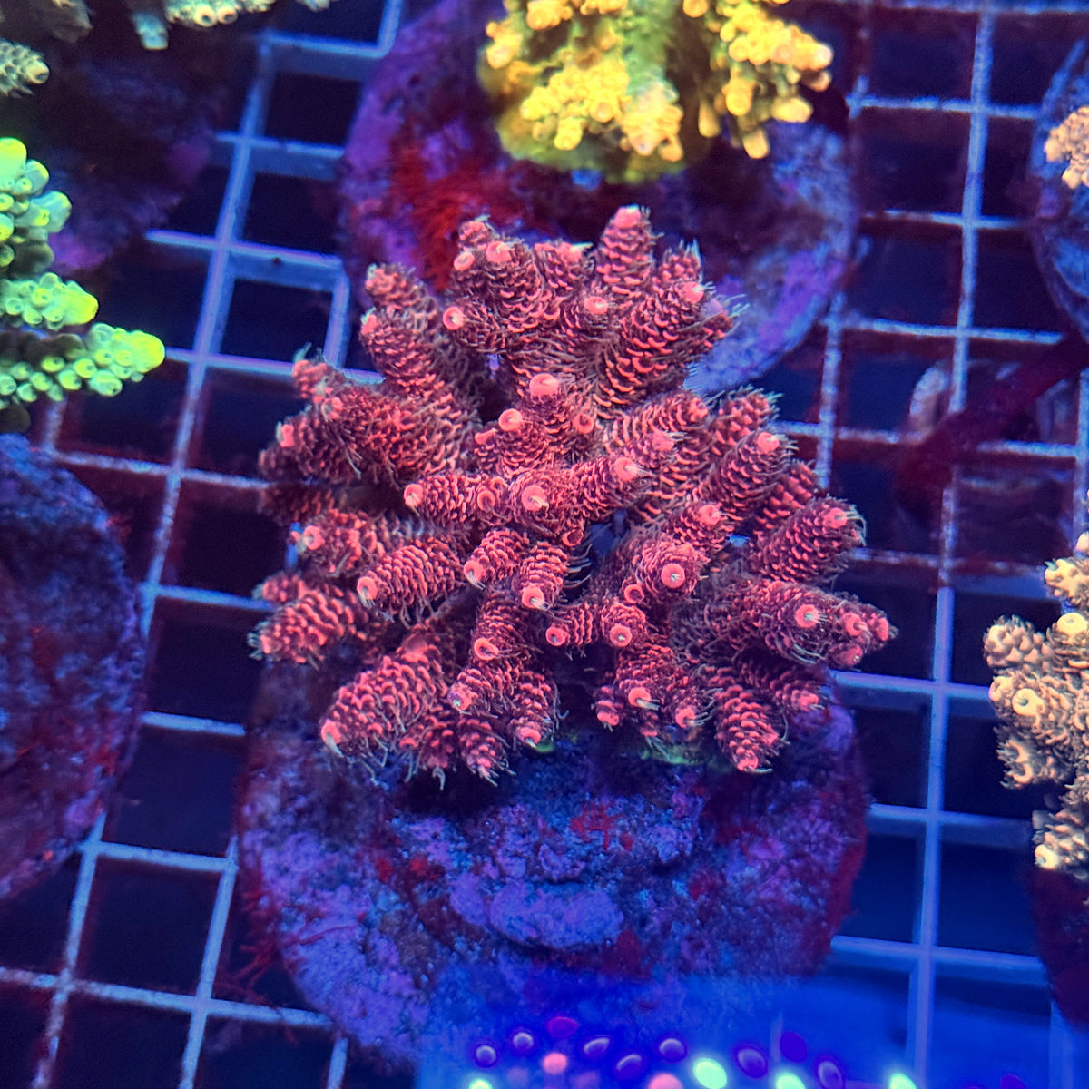 Acro Colony E11