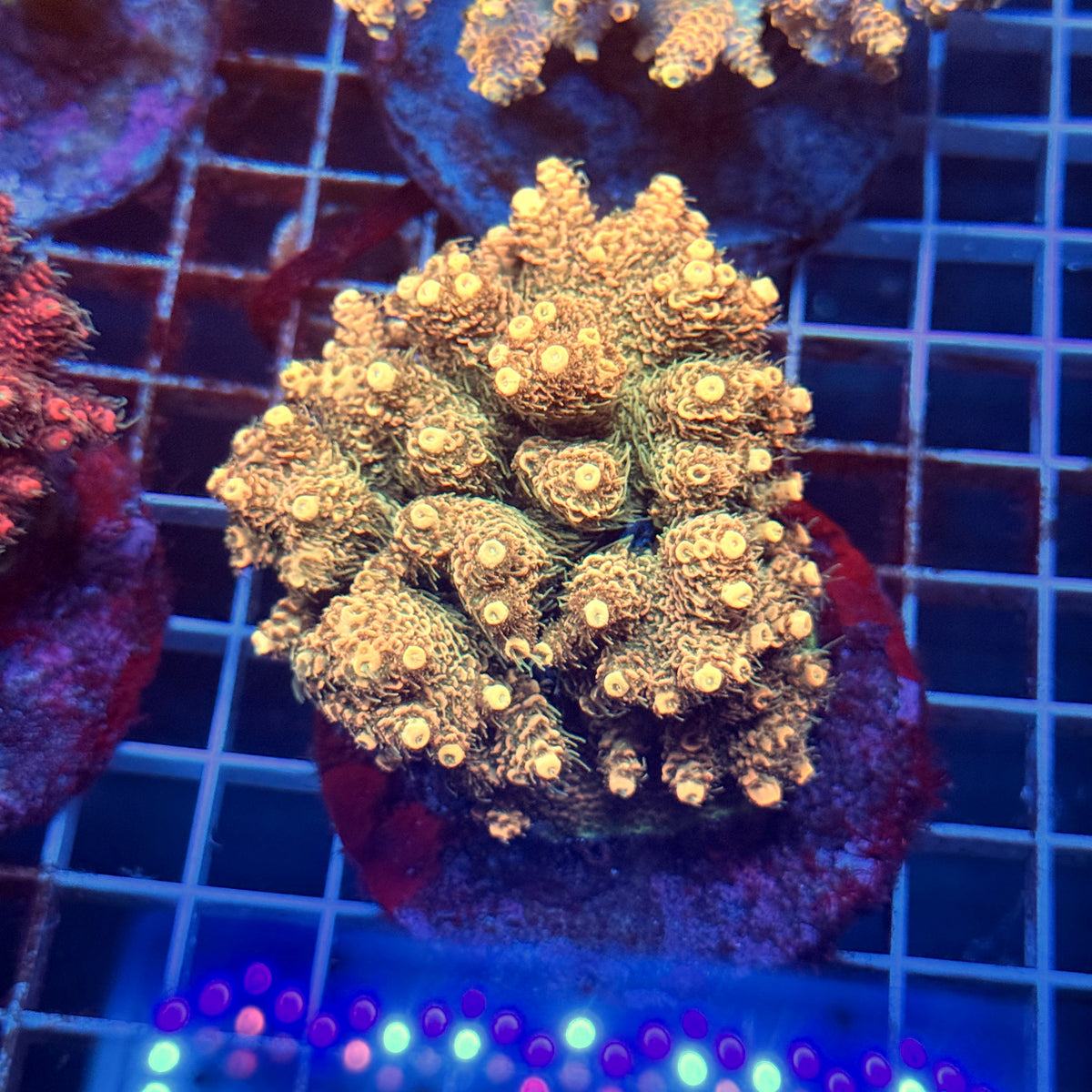 Acro Colony E12