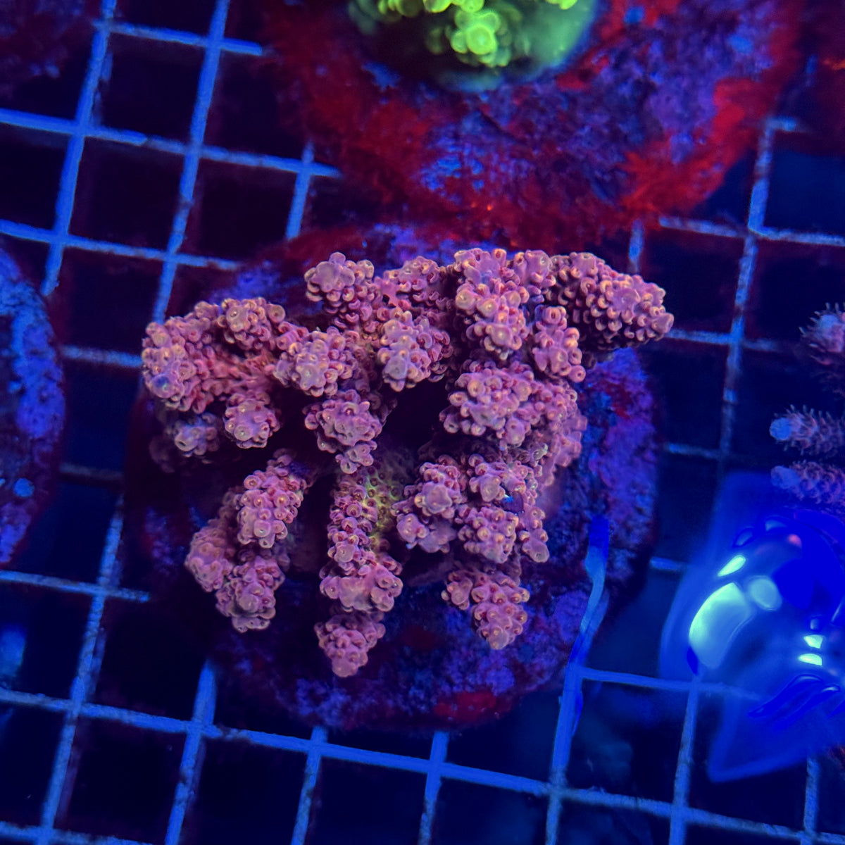 Acro Colony E2