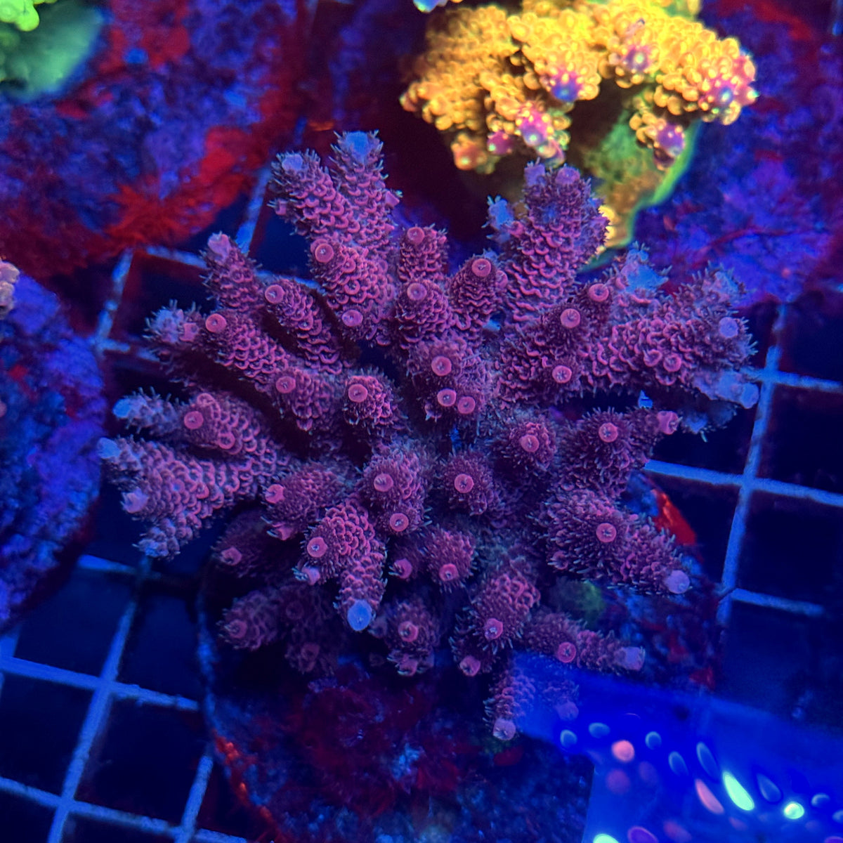 Acro Colony E3